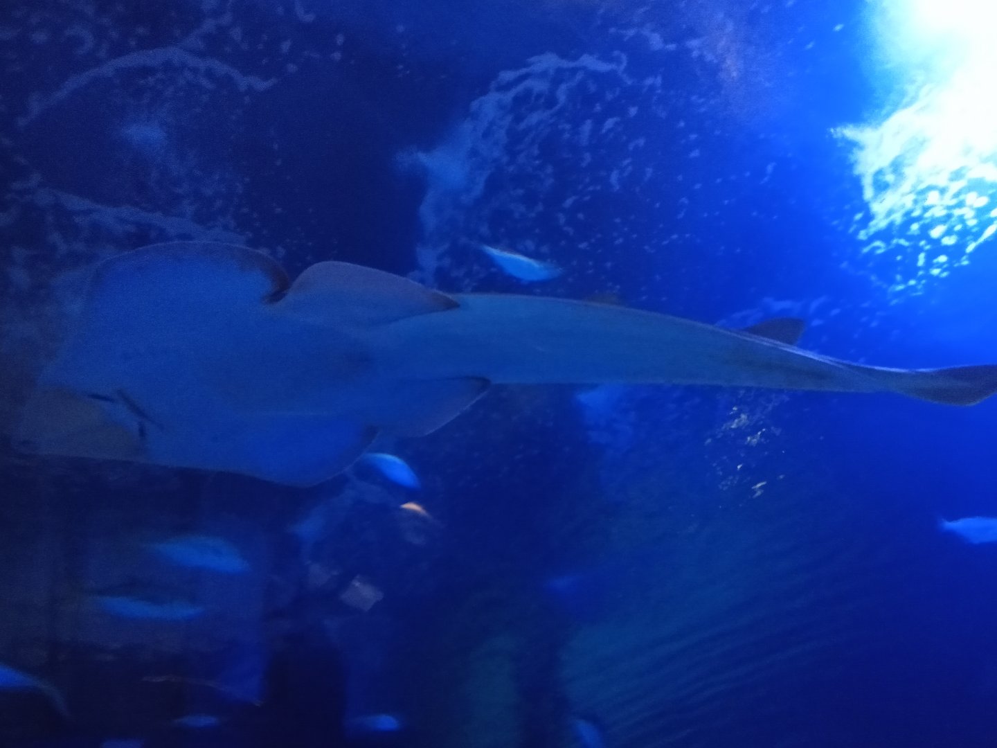 Common guitarfish