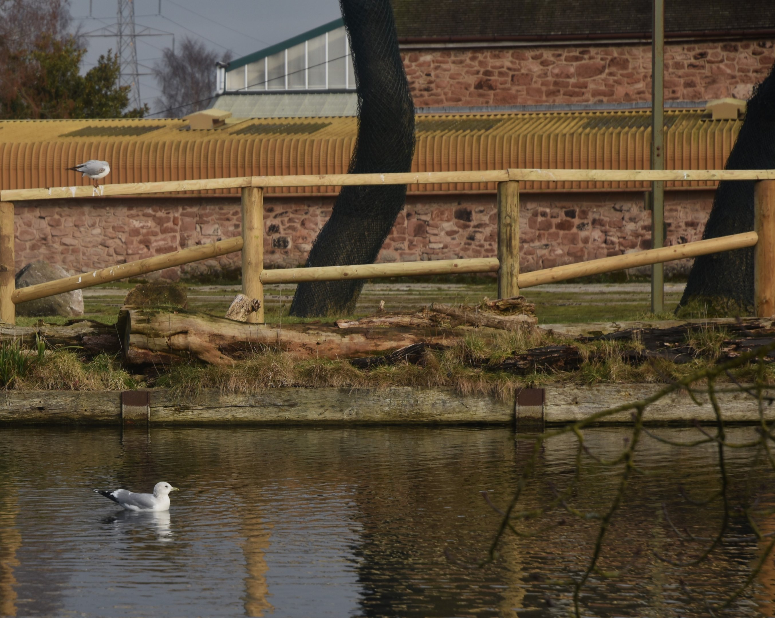 Common Gull and Camel Barriers at Chester, 1st February 2025