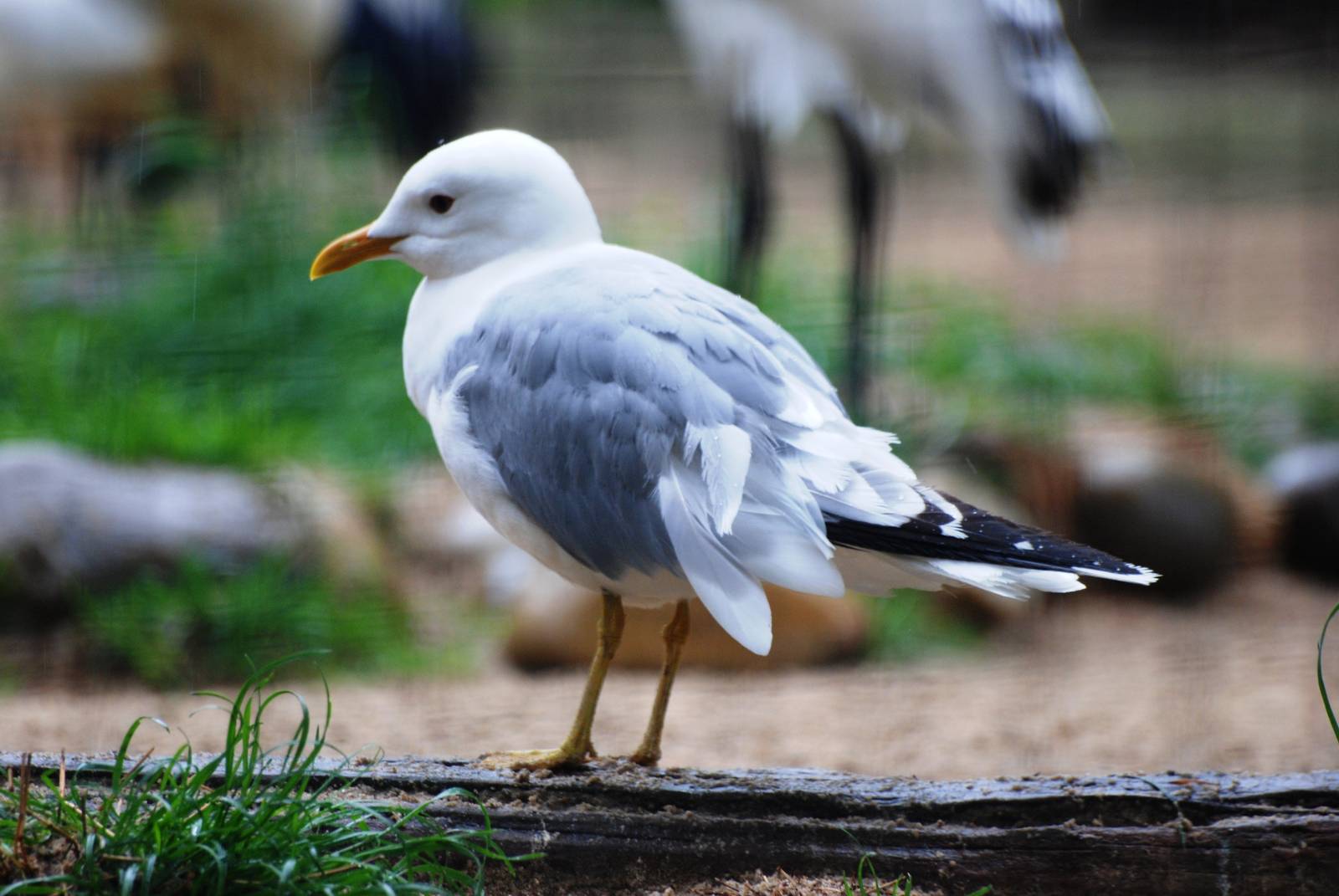 Common Gull at Osnabrück, 03/06/12