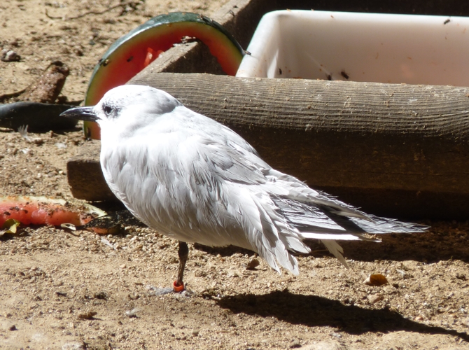 Common gull-billed tern (Gelochelidon nilotica)