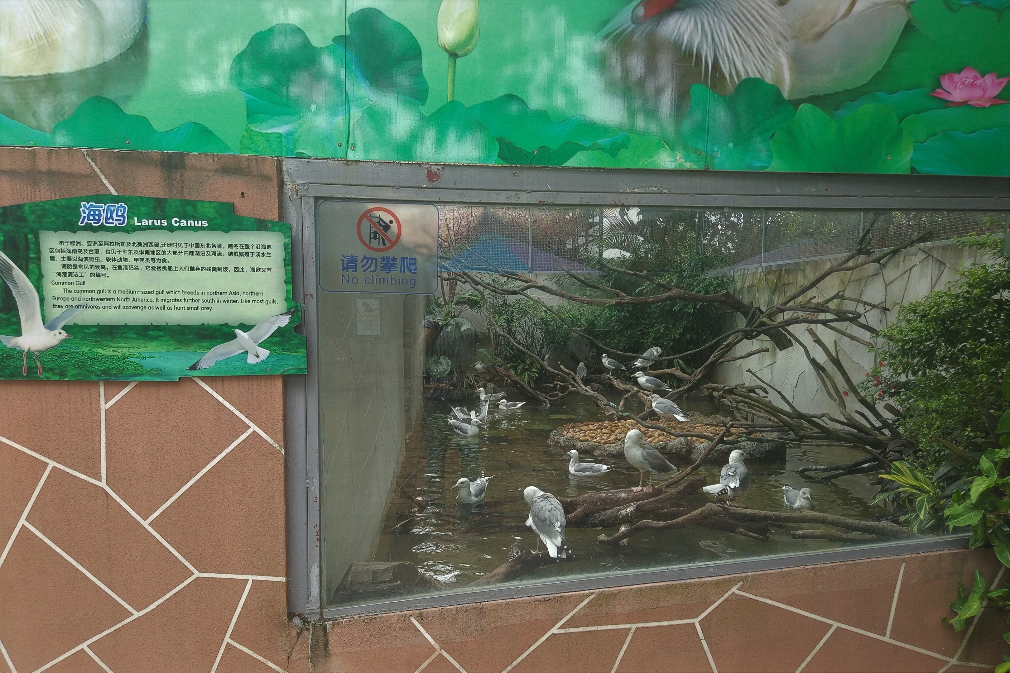Common Gull Exhibit