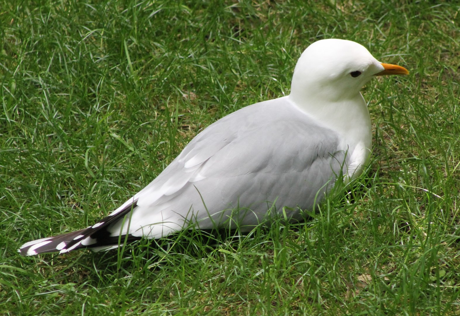 Common gull