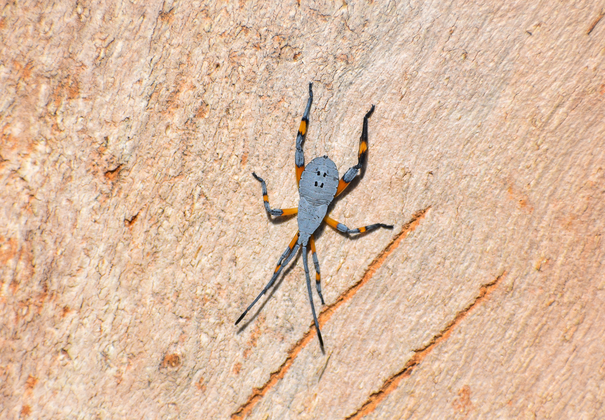 Common Gum-tree Bug Amorbus robustus