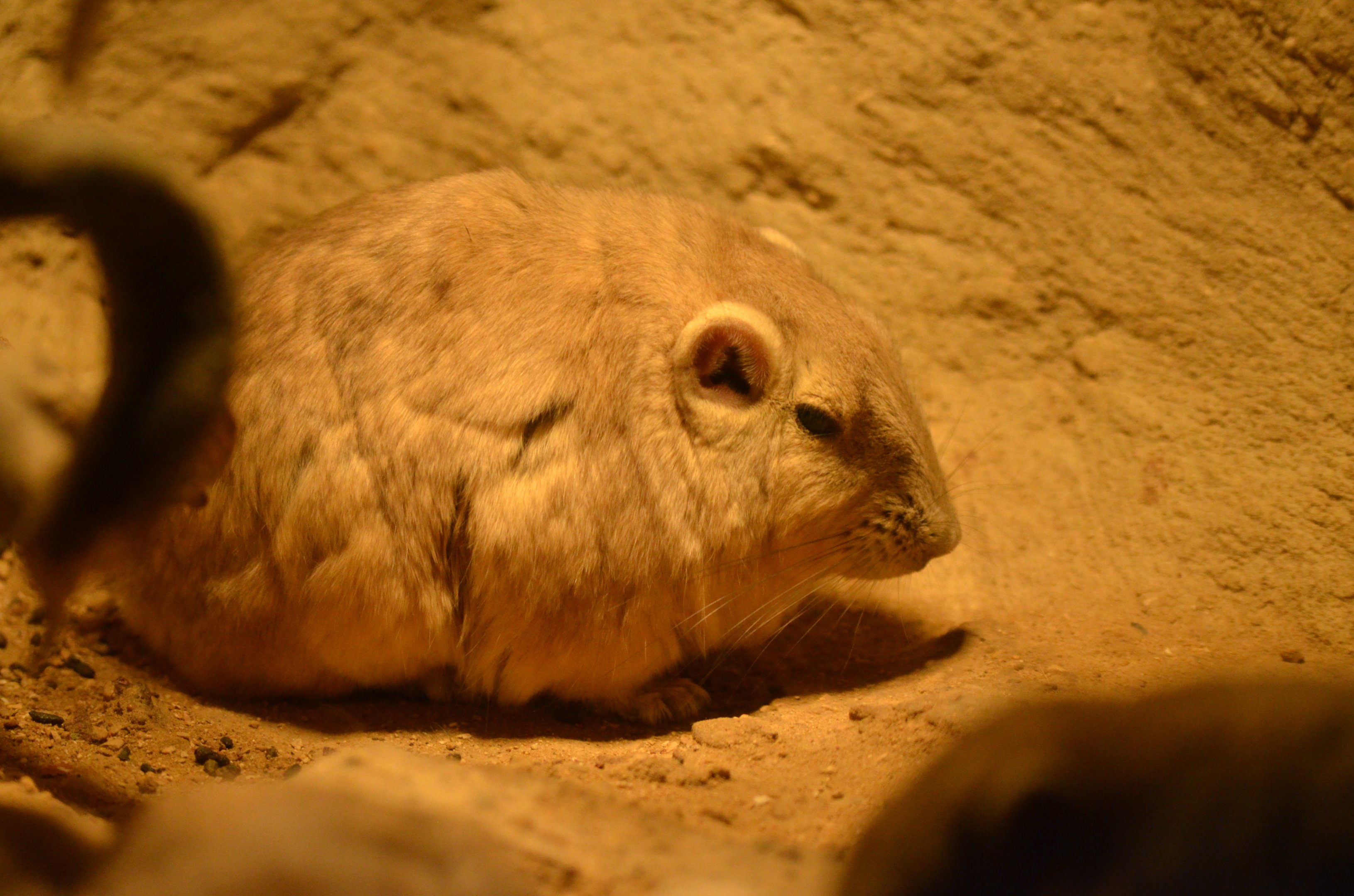 Common Gundi at Cotswold WP, 22/04/17