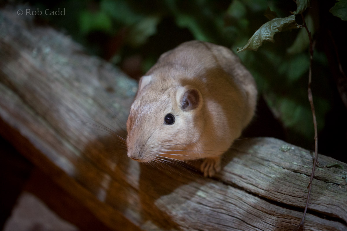 Common gundi : Cotswold WP : 14 Aug 2016