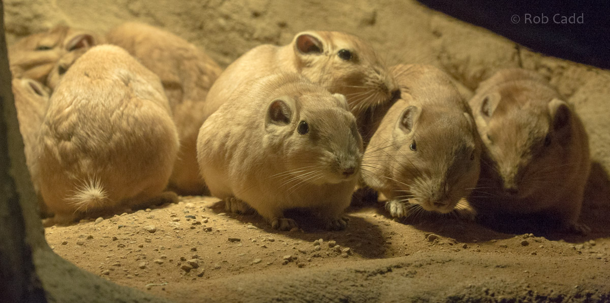 Common gundi : Cotswold WP : 14 Aug 2016