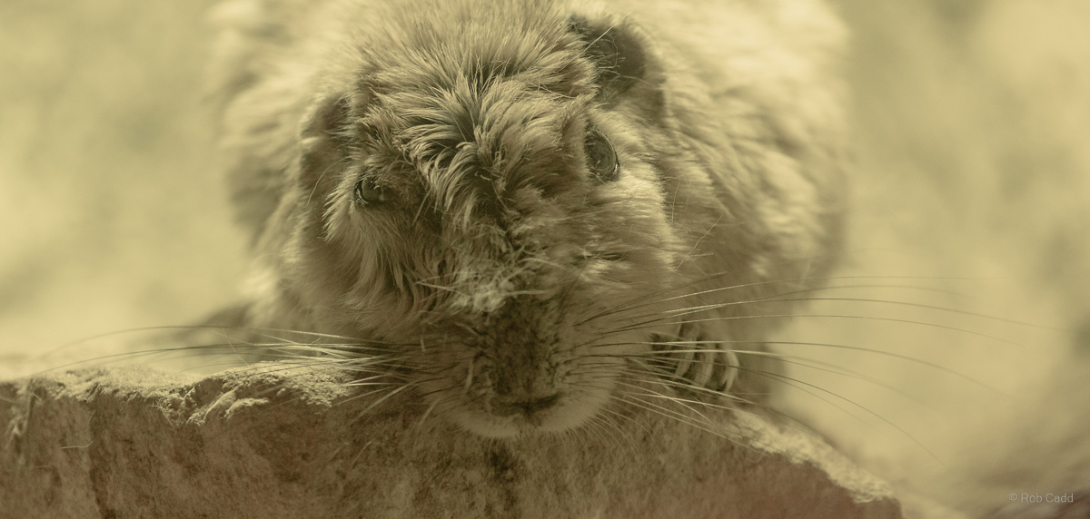 Common gundi : Cotswold WP : 14 Mar 2025