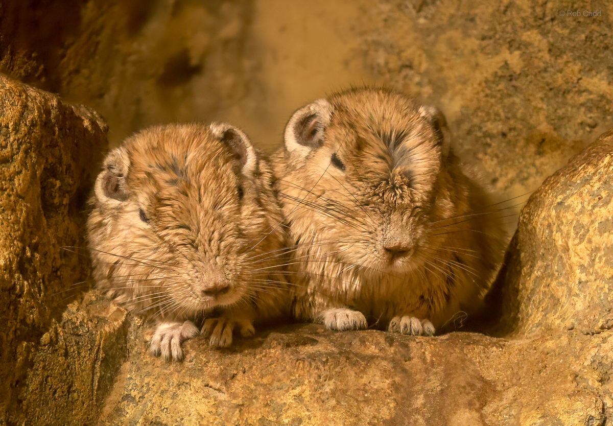 Common gundi : Cotswold WP : 14 Mar 2025