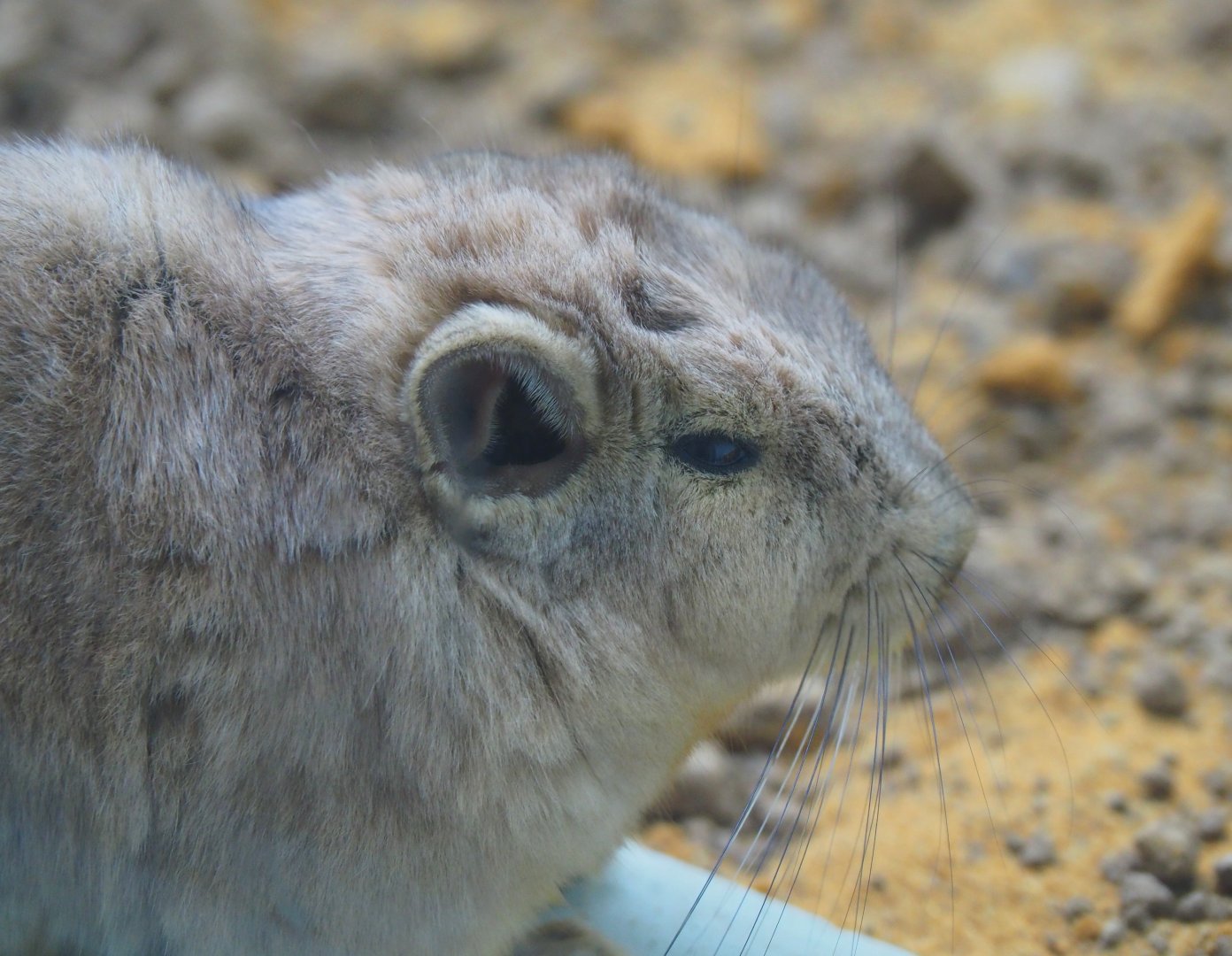 Common gundi (Ctenodactylus gundi), 2019-06-22