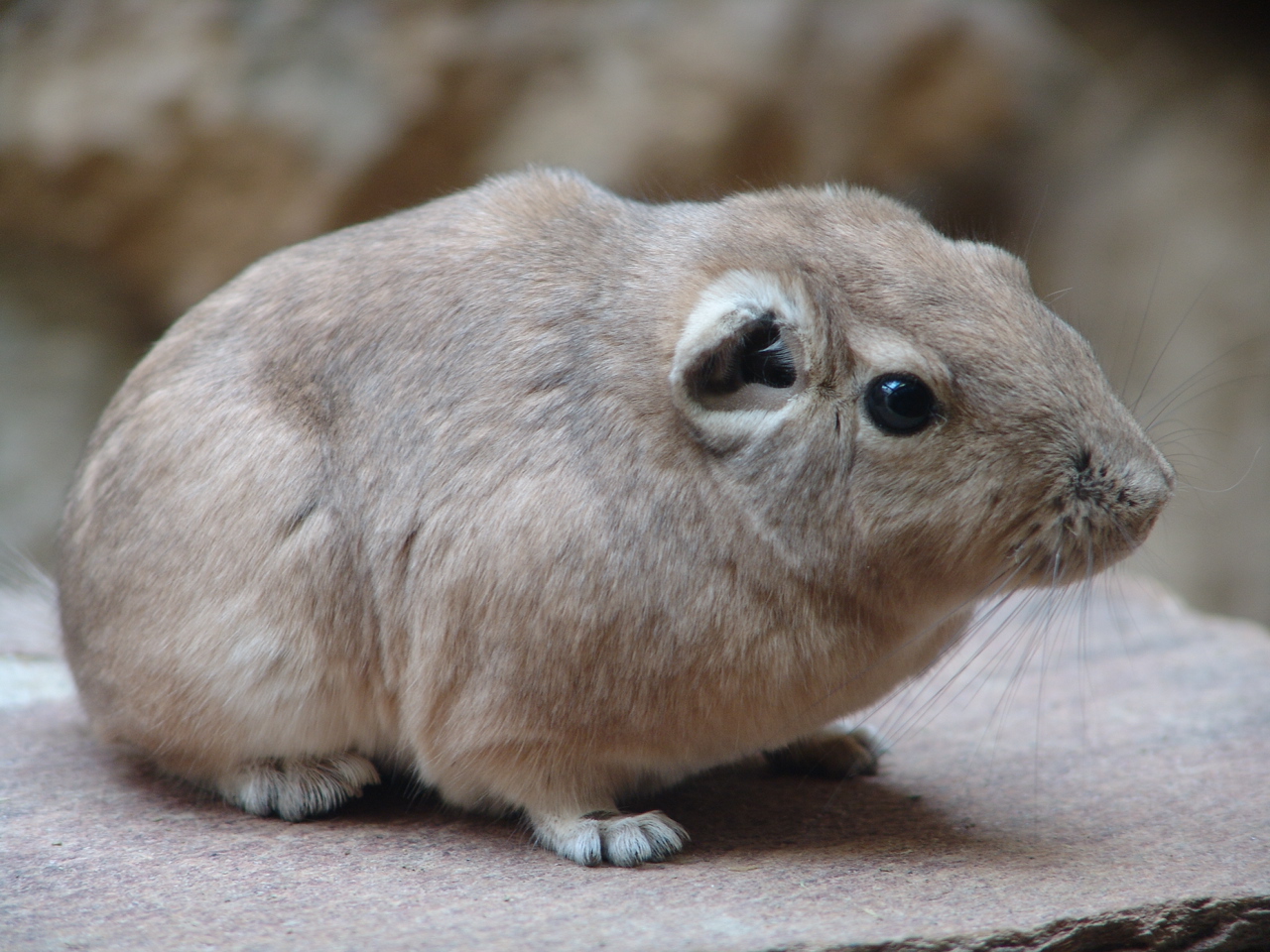 Common Gundi (Ctenodactylus gundi)