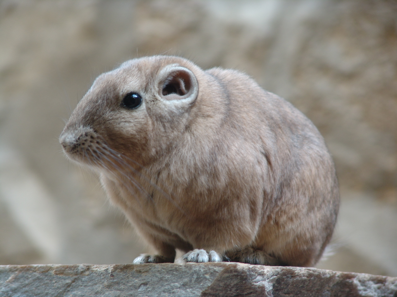 Common Gundi (Ctenodactylus gundi)