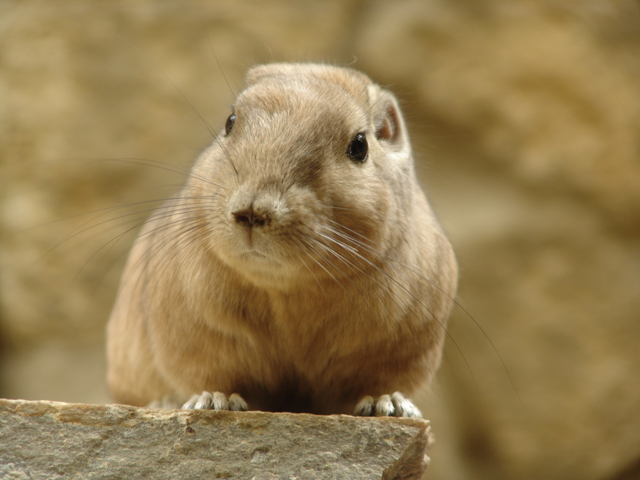 Common Gundi (Ctenodactylus gundi)