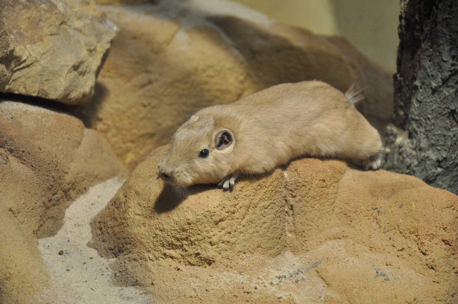 Common gundi (Ctenodactylus gundi)
