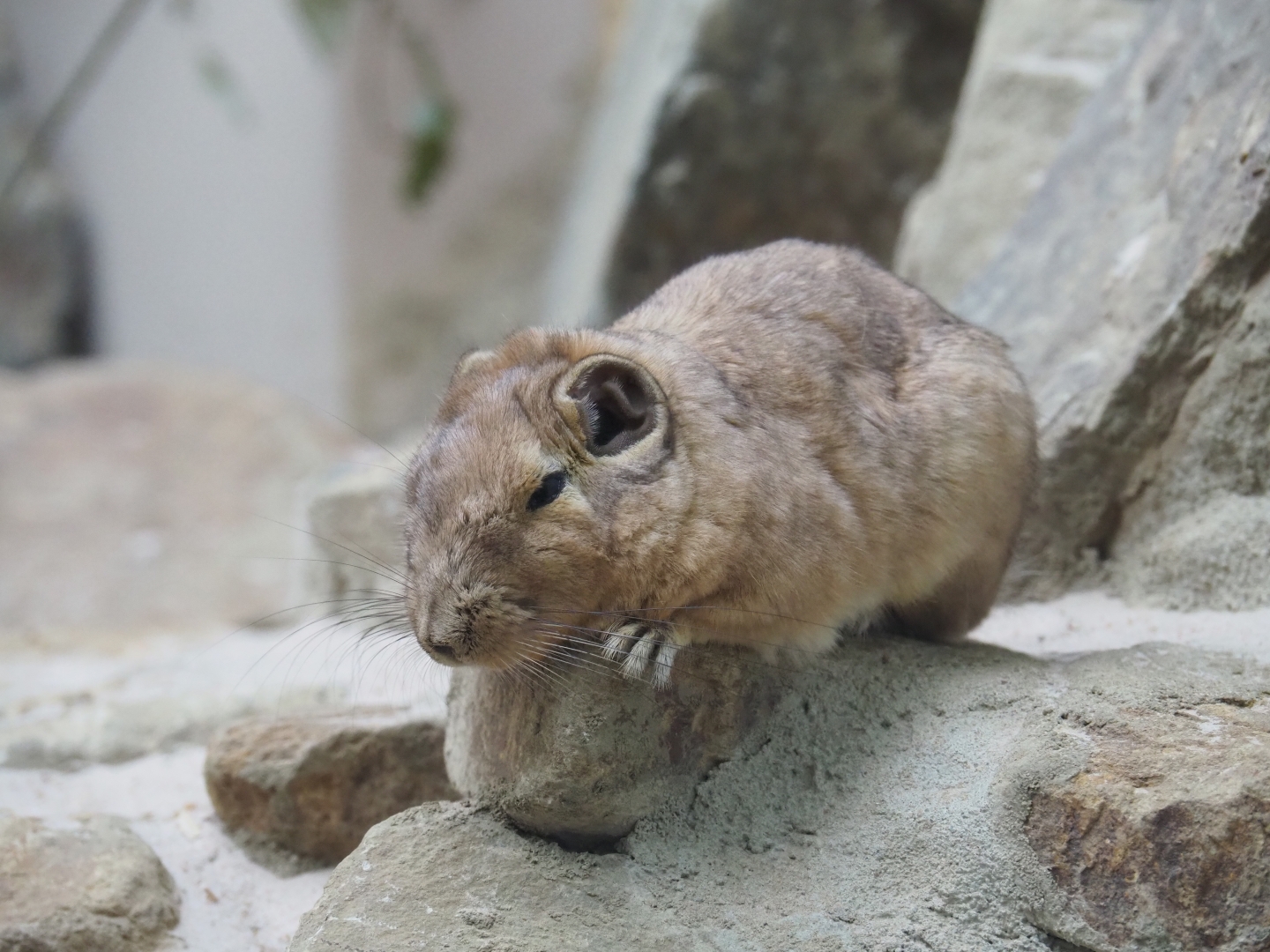 Common gundi (Ctenodactylus gundi)
