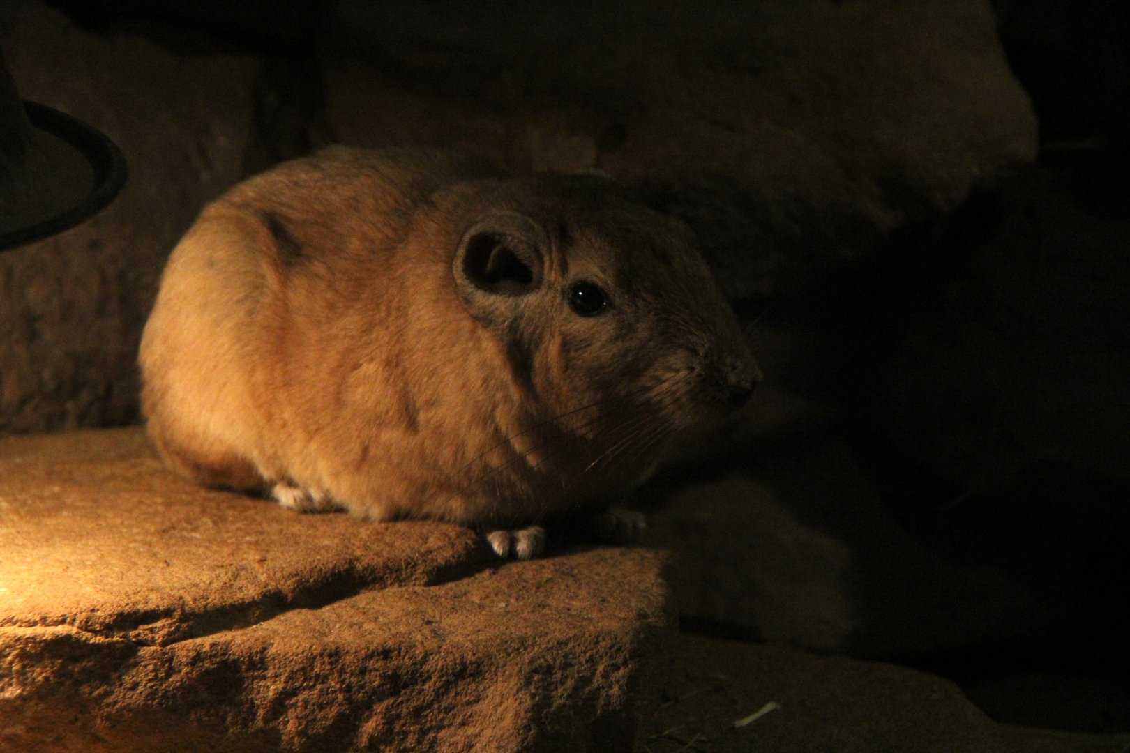 common gundi (Ctenodactylus gundi)