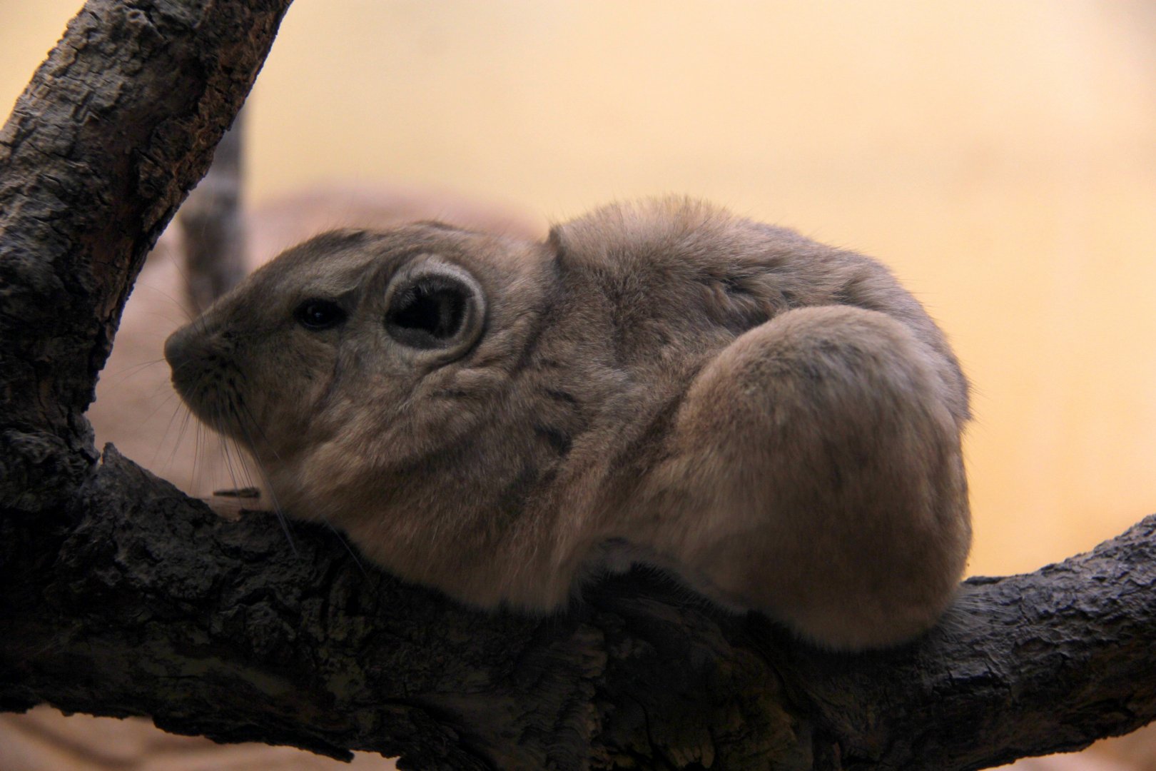 common gundi (Ctenodactylus gundi)