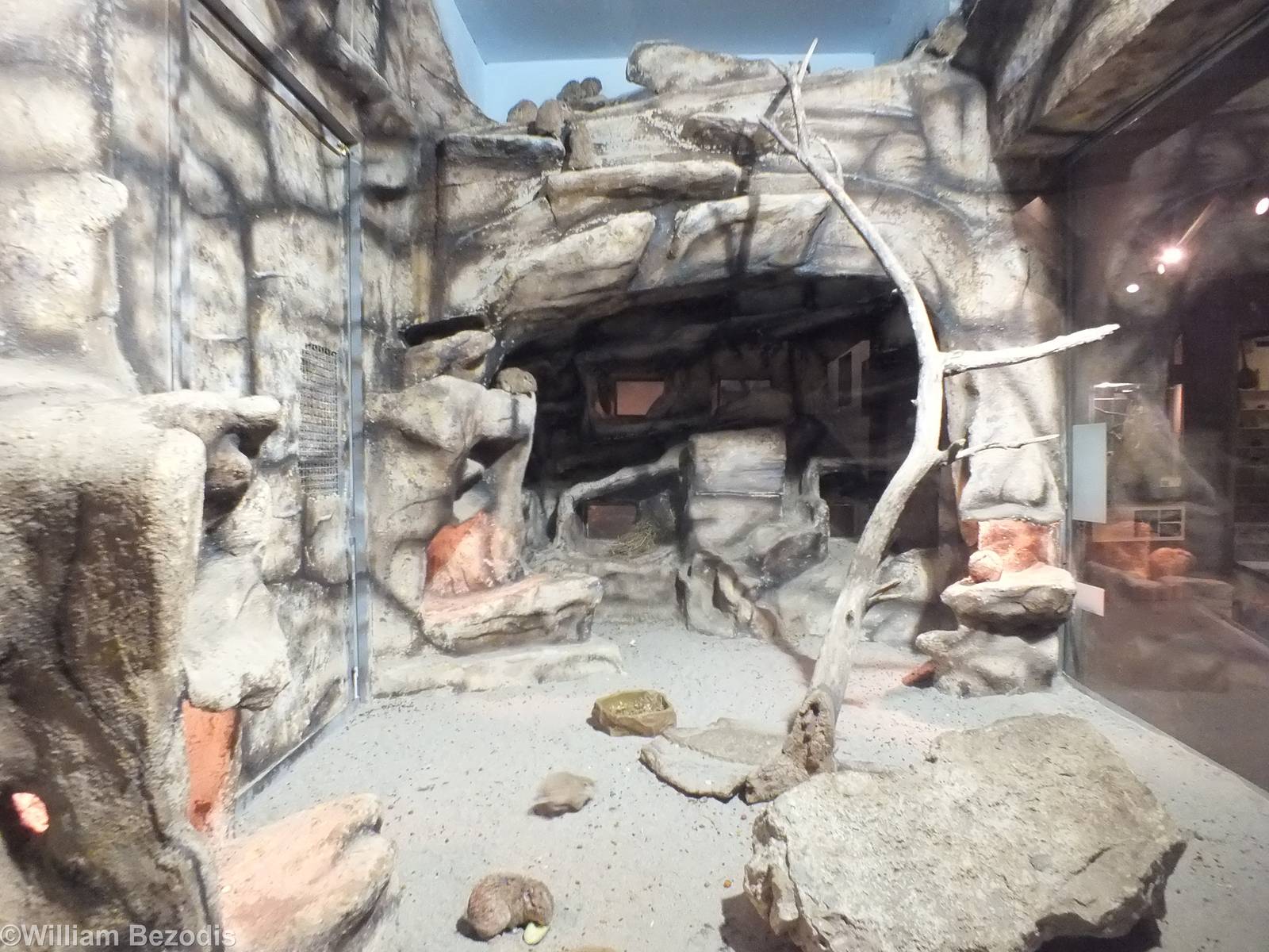 Common Gundi Enclosure