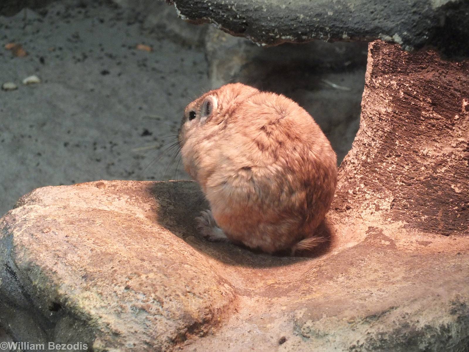 Common Gundi enjoying heat lamp