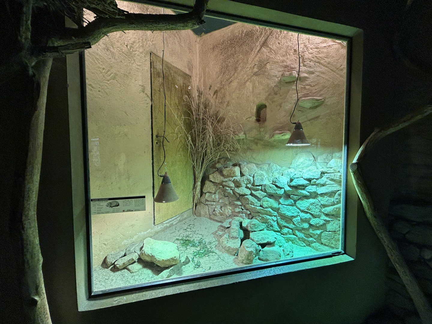 Common Gundi Exhibit - Africa Up Close