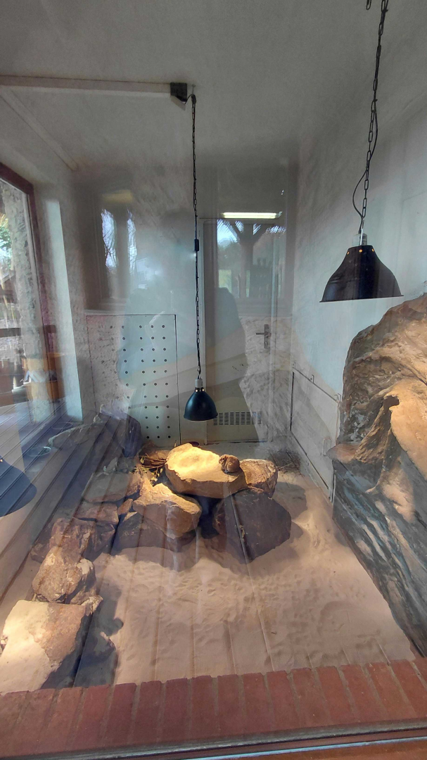 Common gundi exhibit