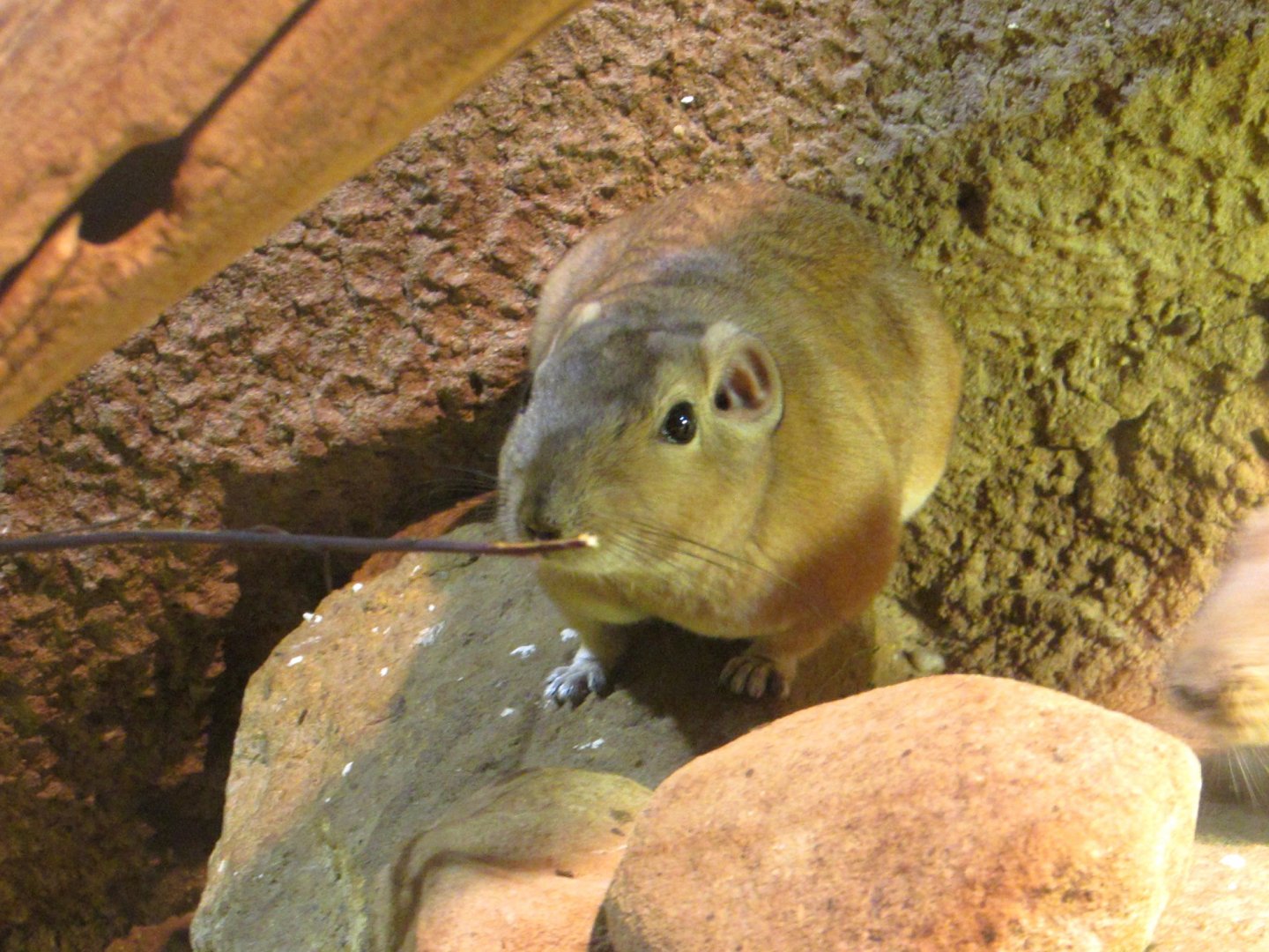 Common Gundi - July/2017