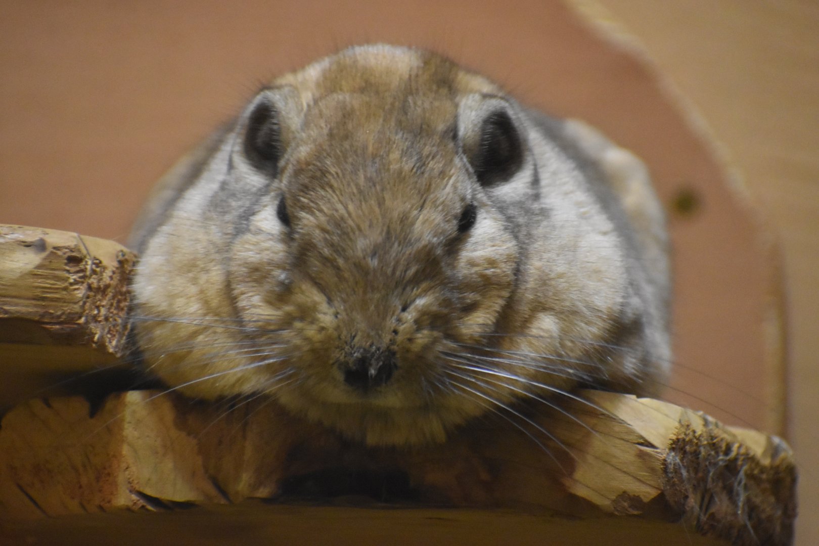 Common Gundi ~ Saitama Children's Zoo
