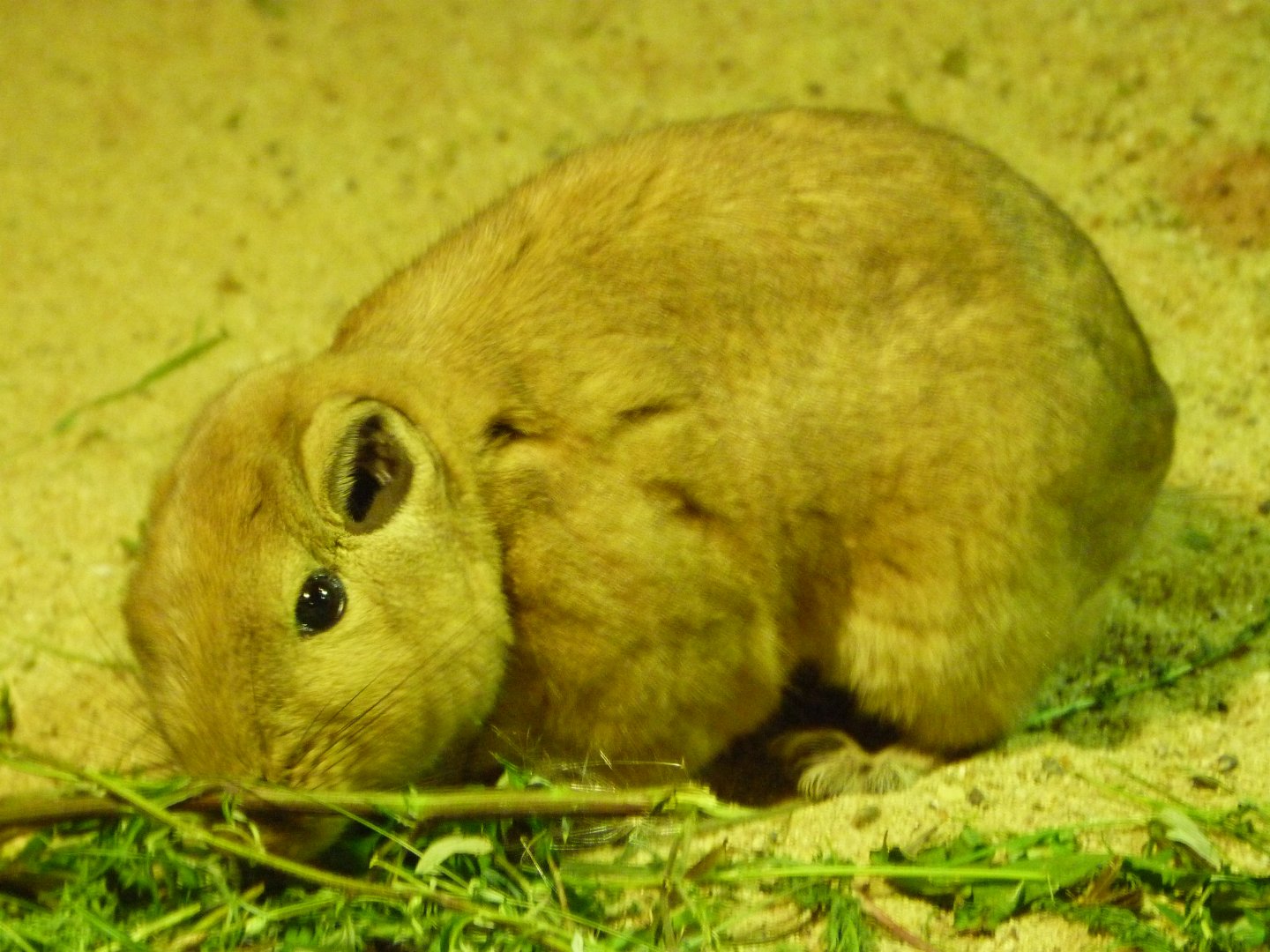 Common gundi -Zoo Praha (2025)