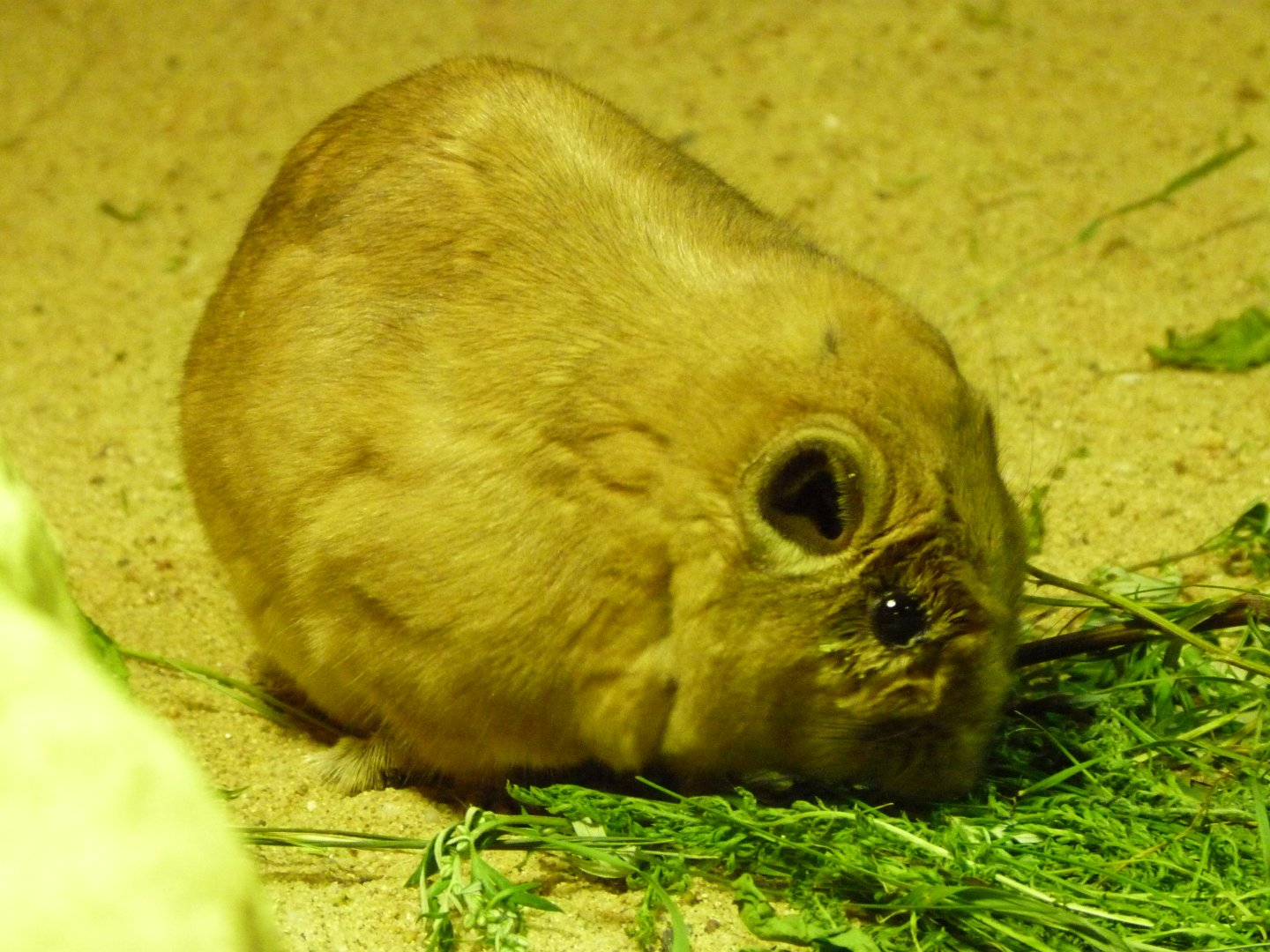 Common gundi -Zoo Praha (2025)