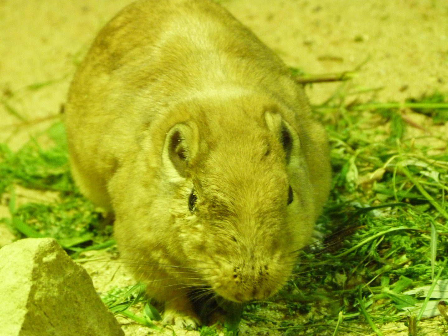 Common gundi -Zoo Praha (2025)