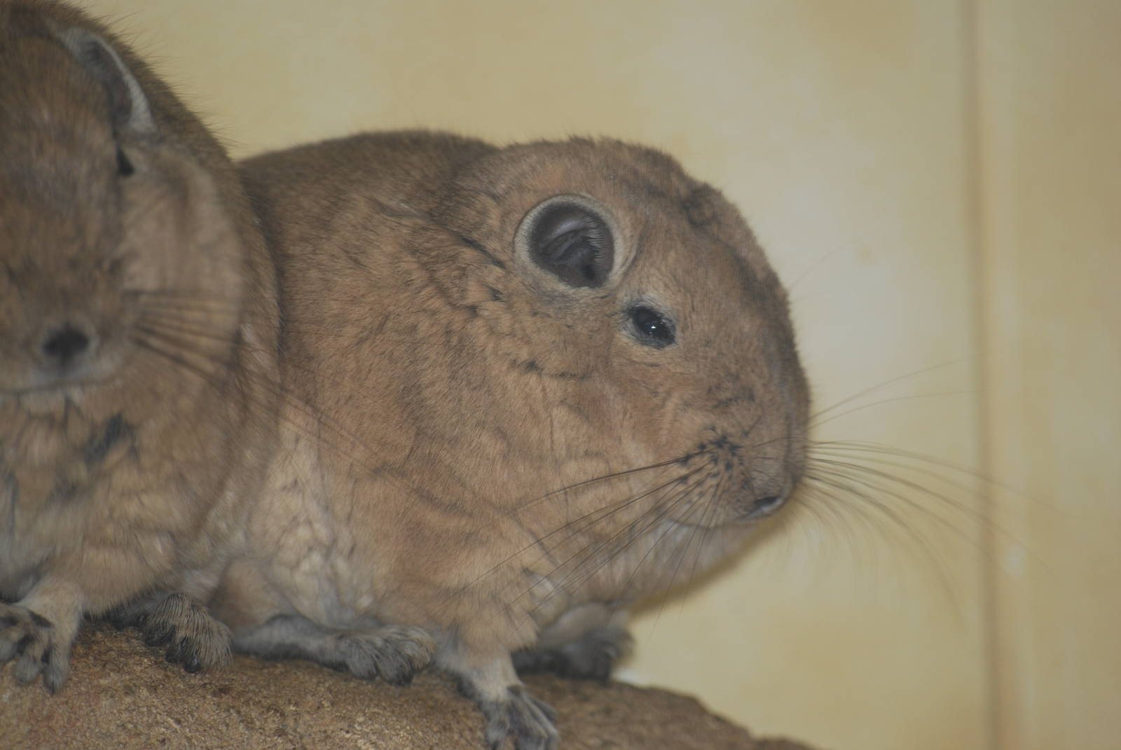 Common gundi