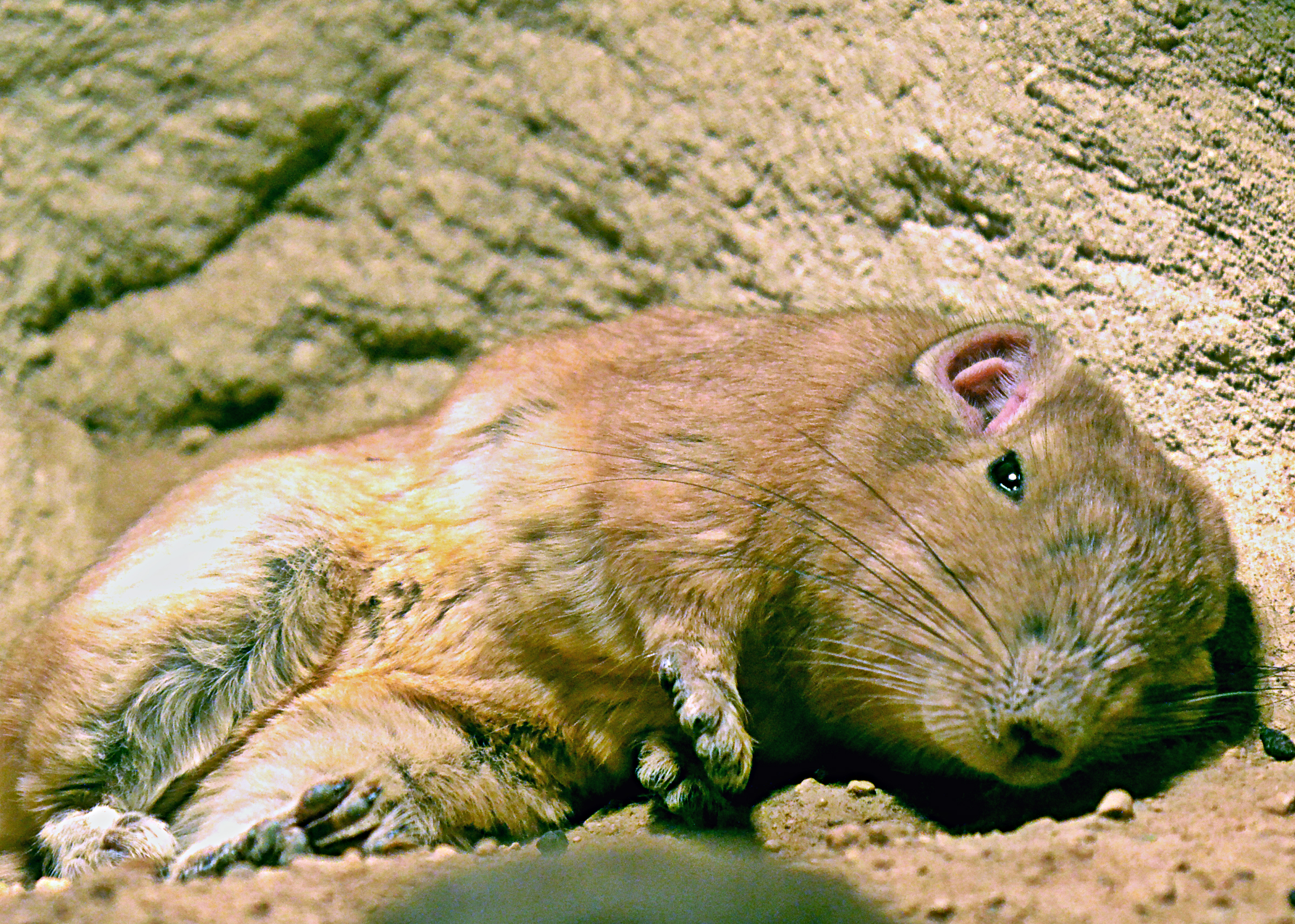 Common Gundi