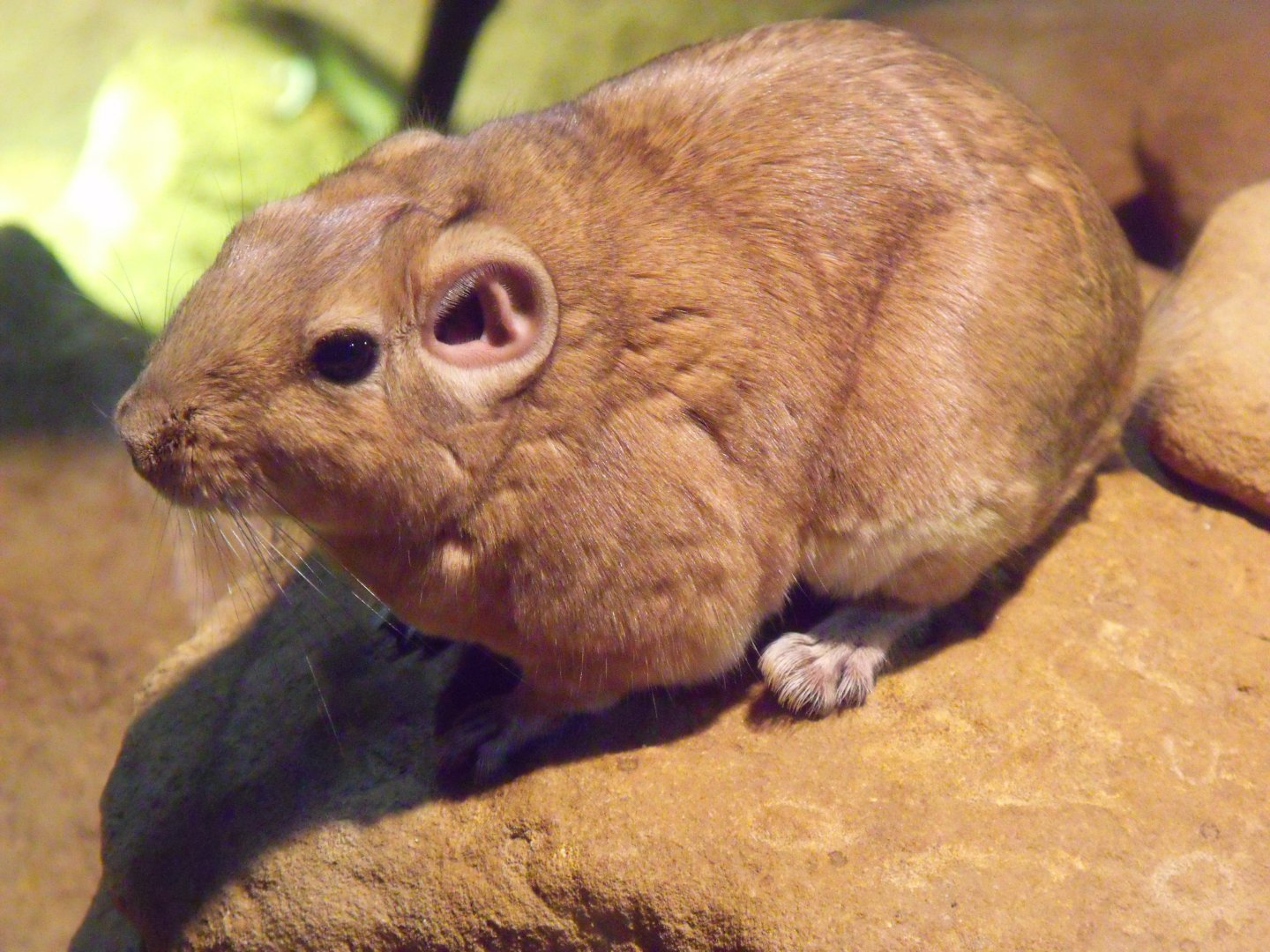 Common gundi