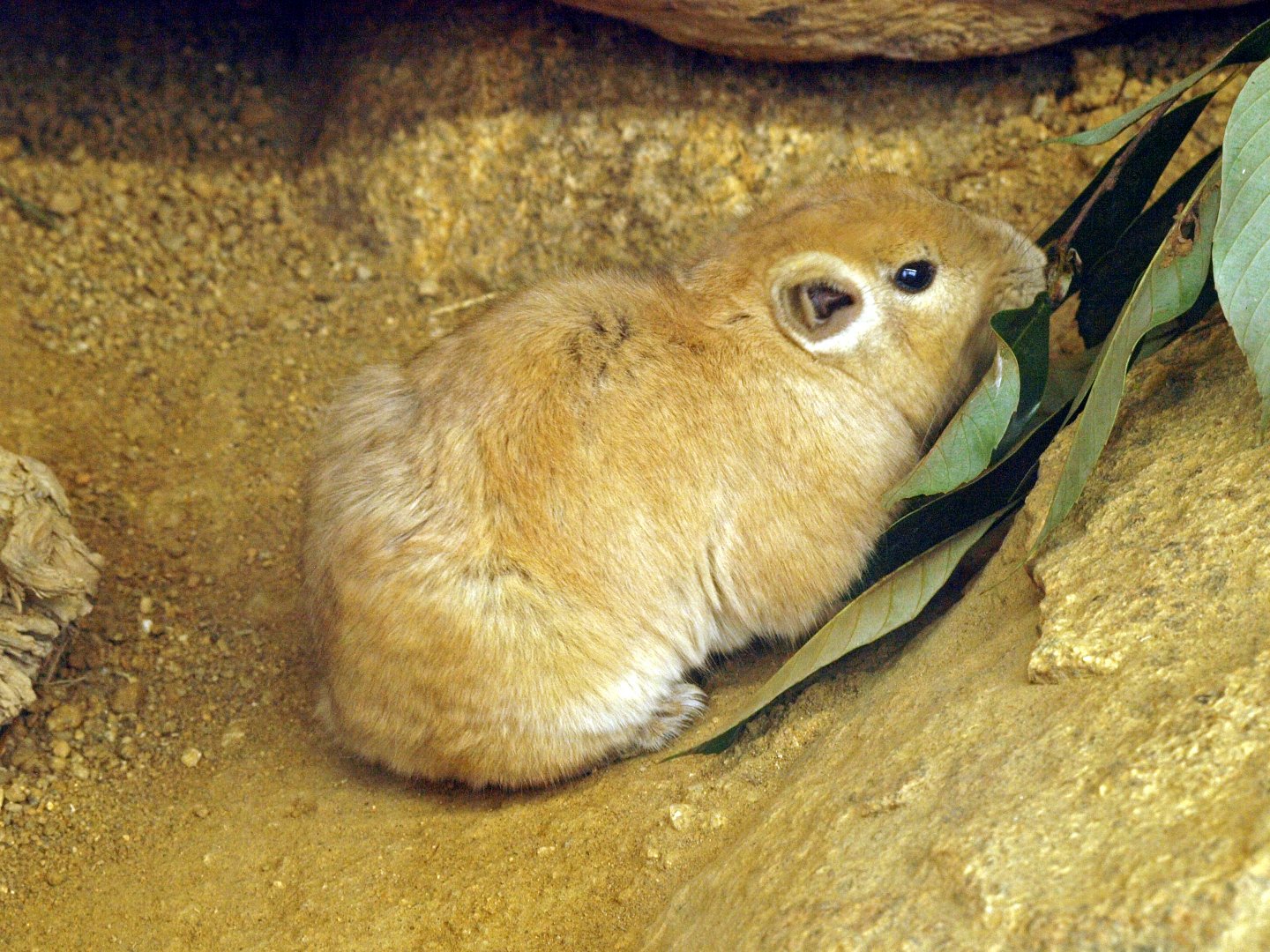 Common gundi
