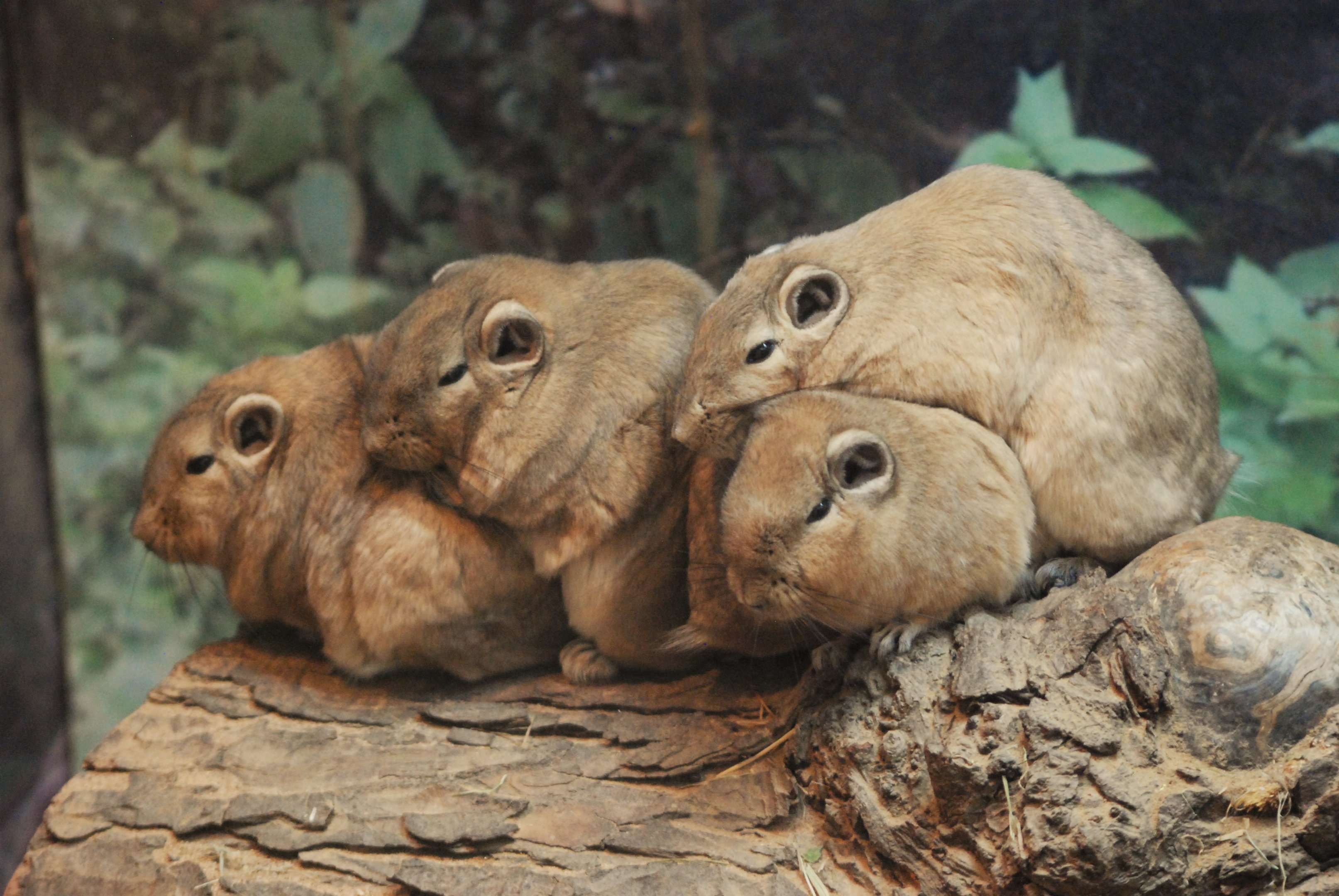 Common Gundis at Twycross, November 1st 2020