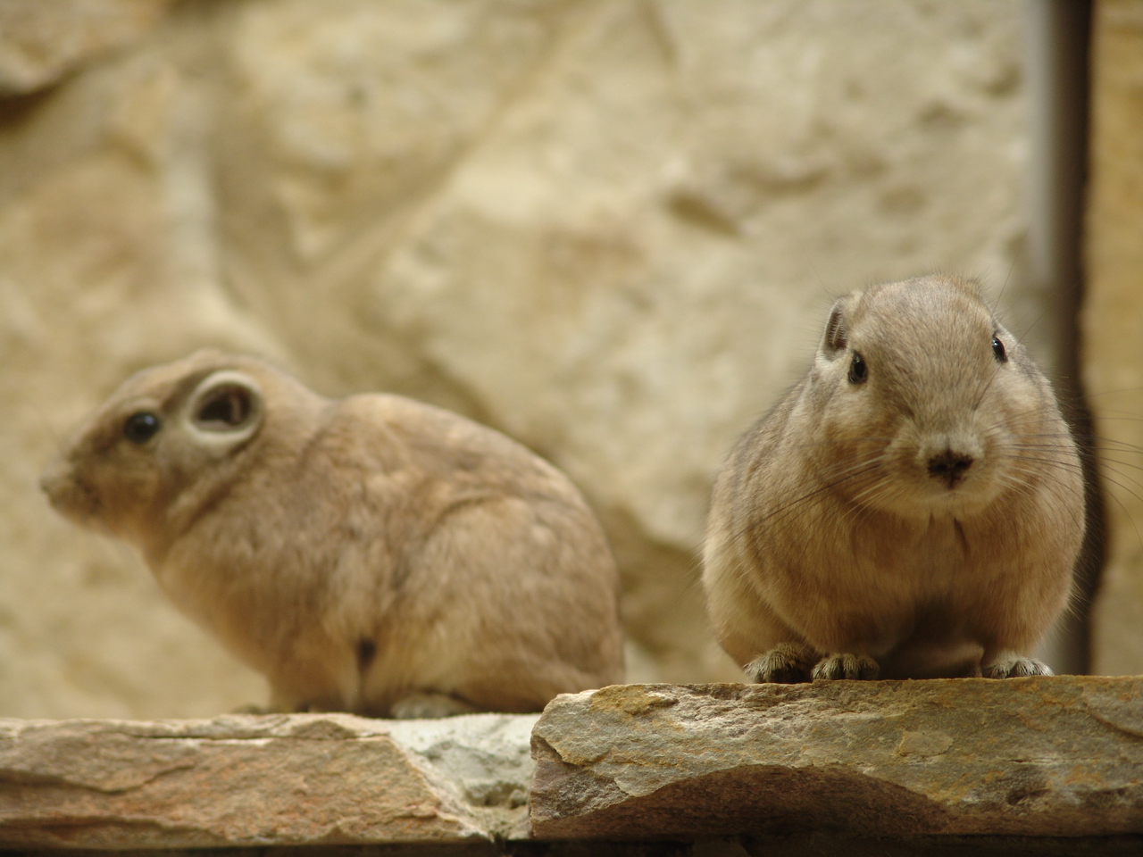 Common Gundis (Ctenodactylus gundi)