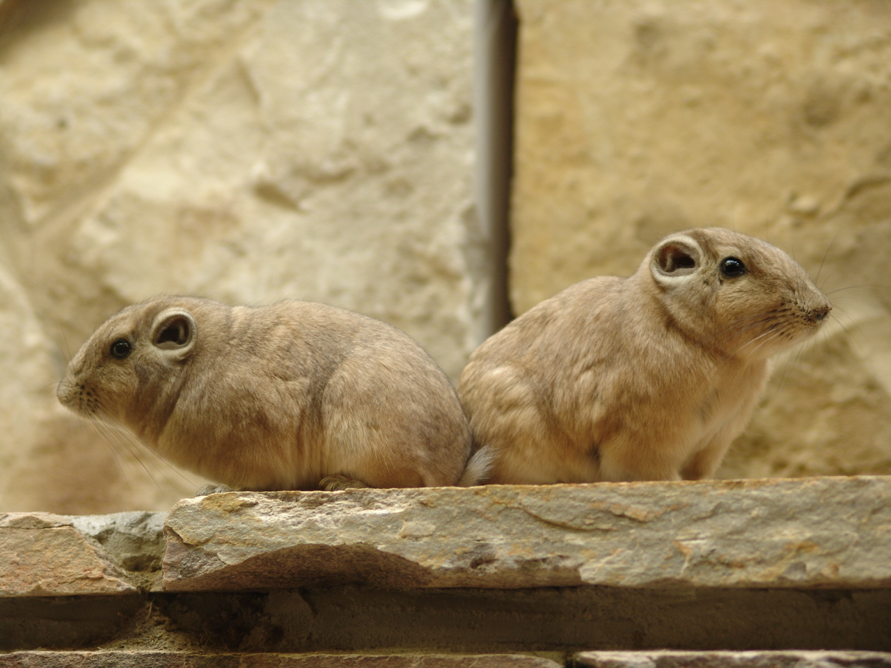 Common Gundis (Ctenodactylus gundi)