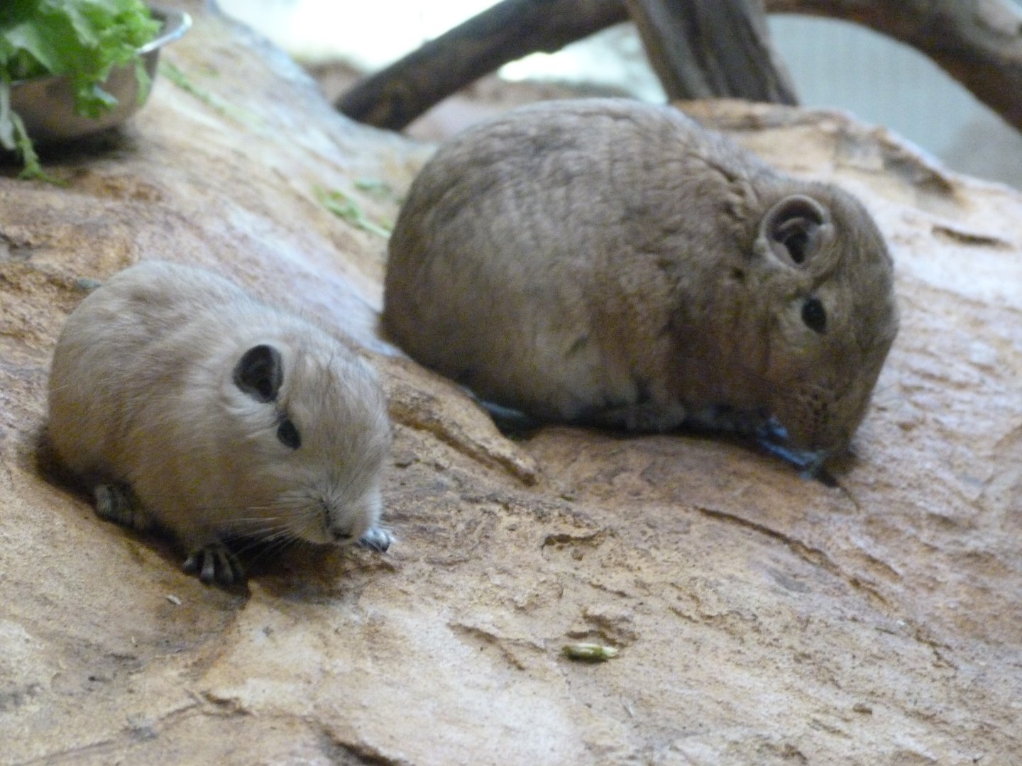 Common gundis -Zoo Plzeň (2025)