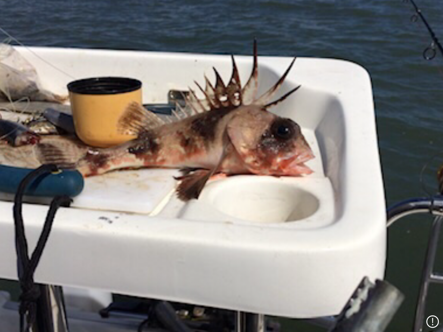 Common Gurnard Perch (Neosebastes scorpaenoides)