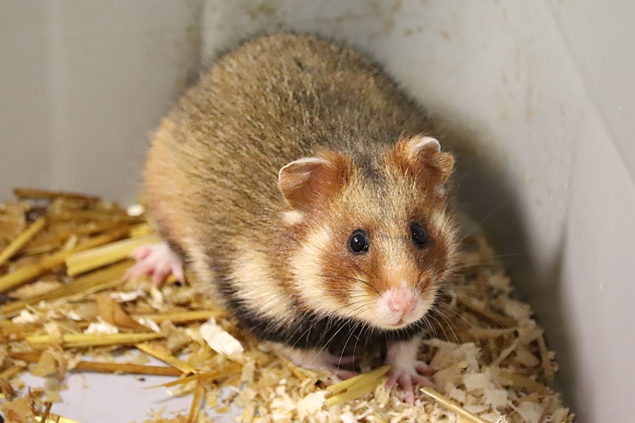 Common hamster (Cricetus cricetus)