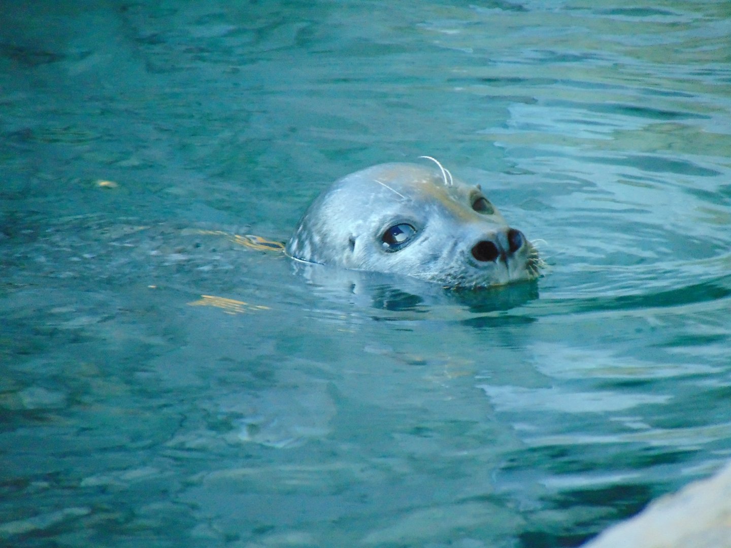 Common Harbor Seal (Phoca vitulina)