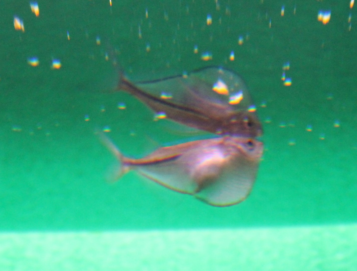 Common hatchetfish - Gasteropelecus sternicla
