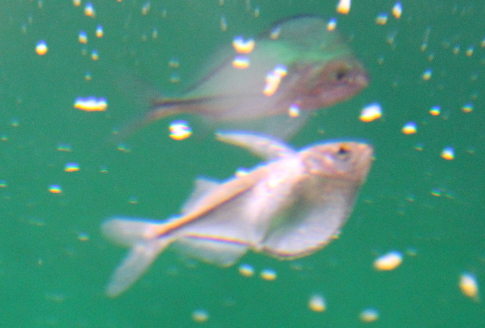 Common hatchetfish - Gasteropelecus sternicla