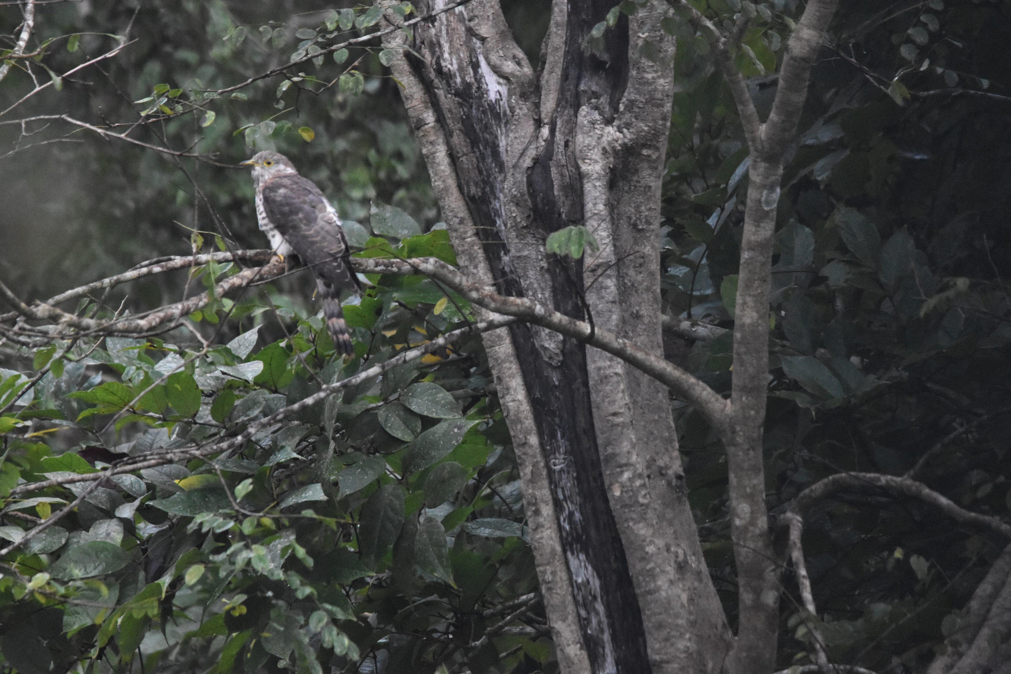 Common Hawk Cuckoo, Nagarahole Tiger Reserve, 22nd November 2024