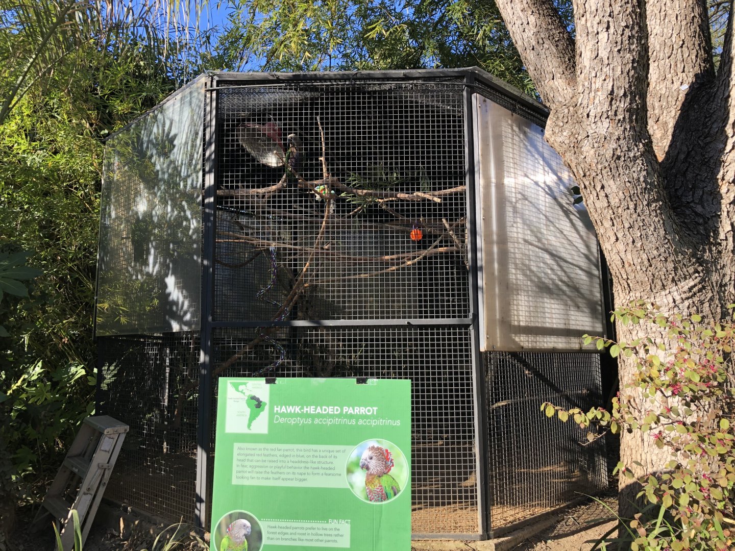 Common hawk-headed parrot exhibit