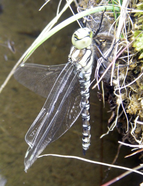 Common Hawker (Aeshna juncea)