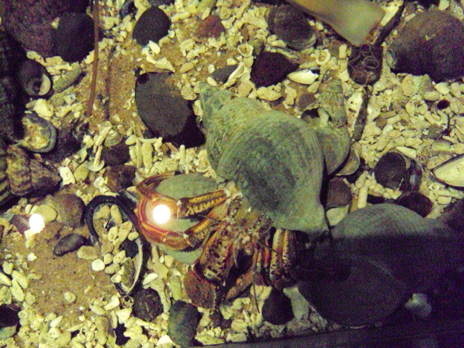 Common Hermit Crab (Pagurus bernhardus)