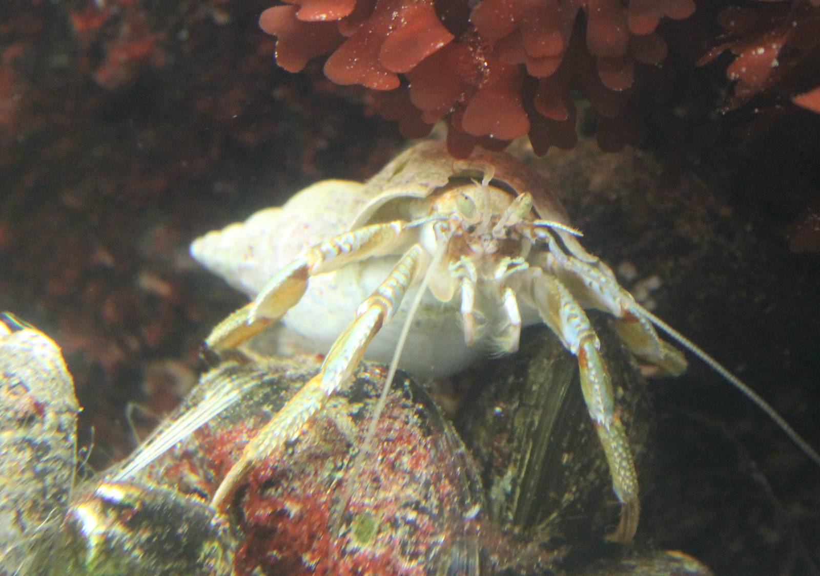 Common hermit crab