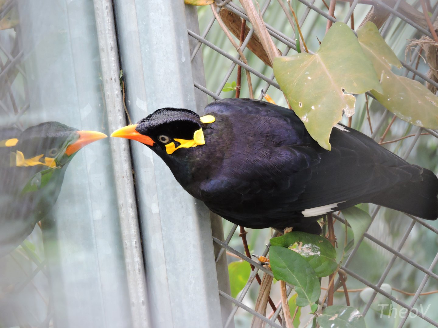 Common hill myna [2015]