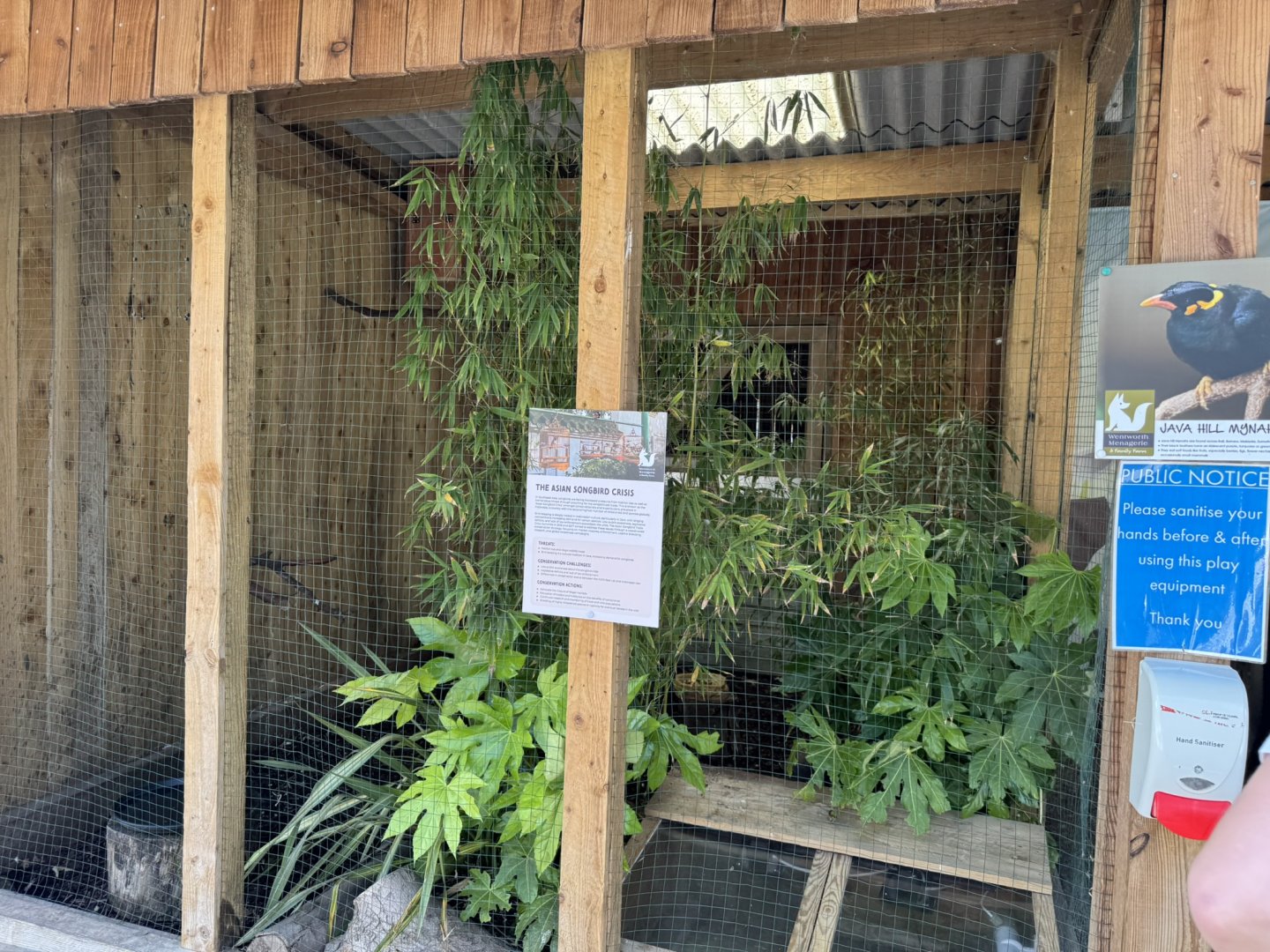 Common Hill Myna Enclosure at Wentworth Garden Centre (May 2025)