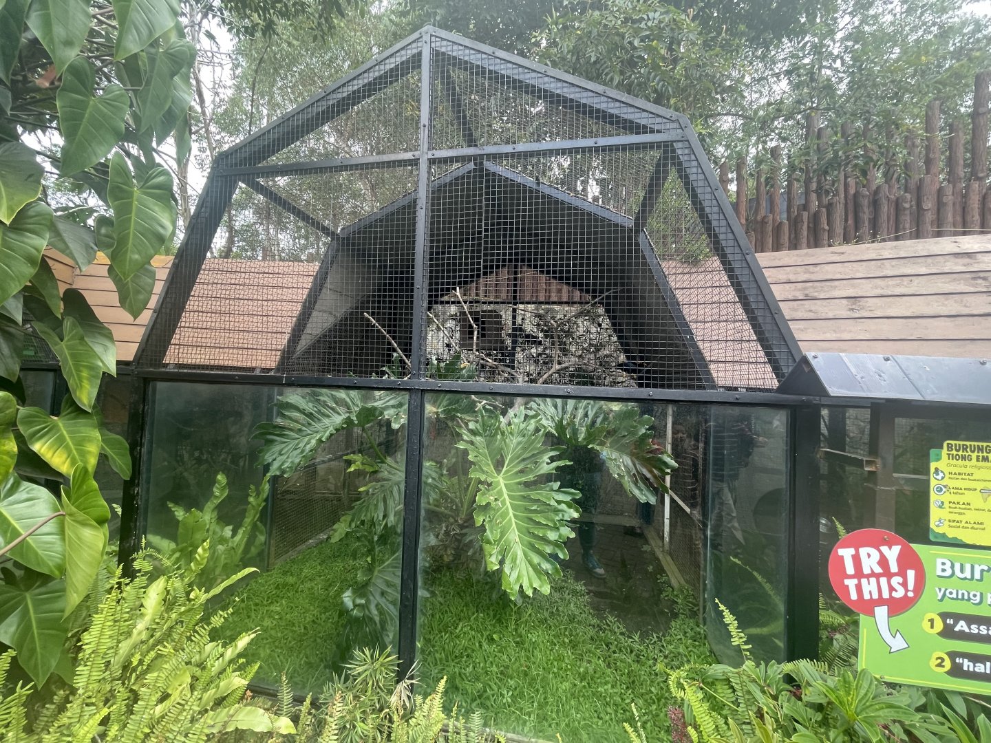 common hill myna exhibit